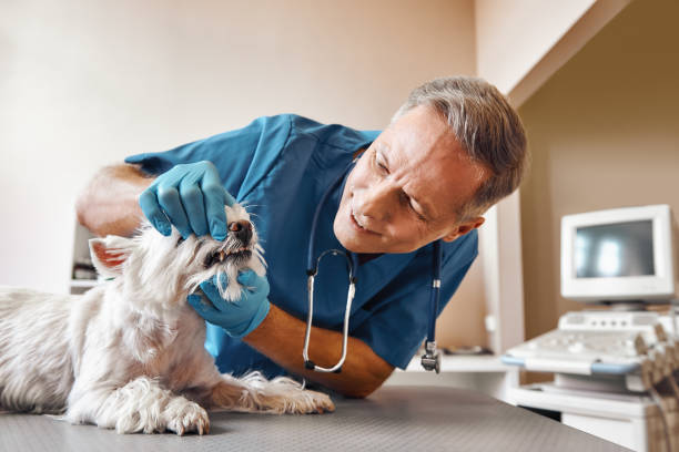 Best Urgent Dental Care  in Guernsey, WY